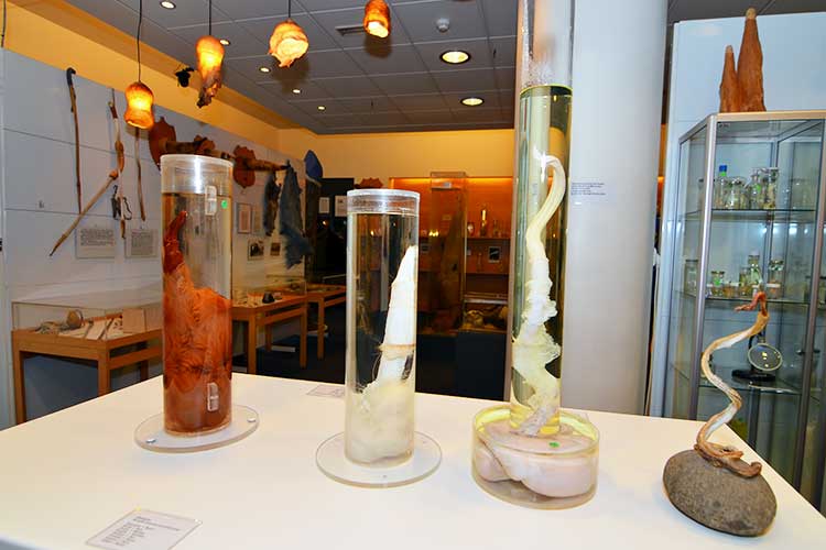 In addition to specimens the museum is full of art work and practical utensils connected to it‘s theme.
