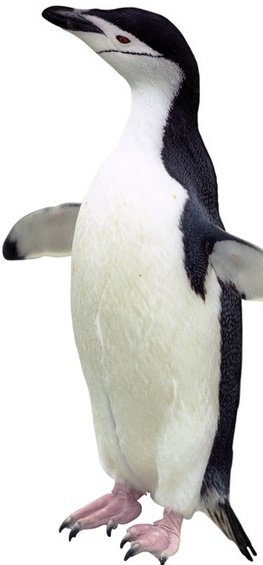Roy and Silo are chinstrap penguins, similar to the one pictured.